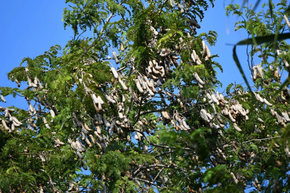Tamarind pods hanging from a green tree.